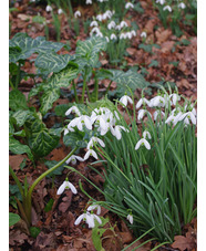 Galanthus 'Magnet' x3 bulbs