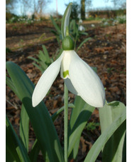 Galanthus elwesii var. monosticus 'Marjorie Brown'