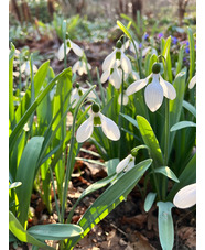Galanthus 'Melanie Broughton'