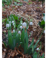 Galanthus 'Melanie Broughton'