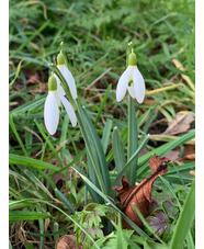 Galanthus nivalis 