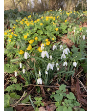 Galanthus nivalis 