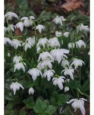 Galanthus nivalis f. pleniflorus