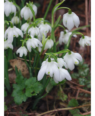 Galanthus nivalis f. pleniflorus