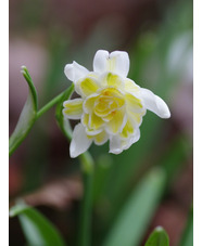 Galanthus nivalis f. pleniflorus 'Lady Elphinstone'