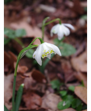 Galanthus nivalis f. pleniflorus 'Lady Elphinstone'