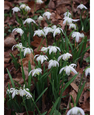 Galanthus nivalis f. pleniflorus 'Lady Elphinstone'