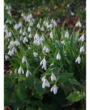 Galanthus plicatus 'Colossus'