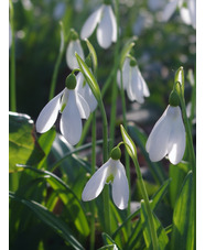 Galanthus plicatus 'Colossus'