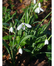 Galanthus plicatus 'Colossus'