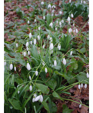 Galanthus plicatus 'Colossus'