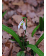 Galanthus plicatus 'Lambrook Greensleeves'