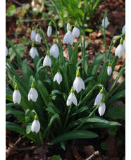 Galanthus plicatus 'Washfield Warham'
