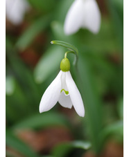Galanthus plicatus 'Washfield Warham'