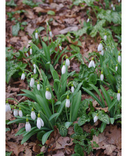Galanthus plicatus 'Washfield Warham'