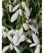 Galanthus 'Straffan'