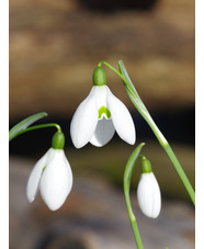 Galanthus 'William Thomson'