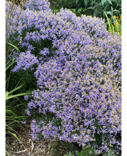 Galatella sedifolia