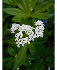 Galium odoratum