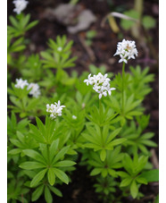 Galium odoratum