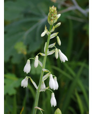 Galtonia candicans