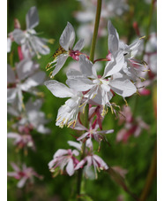 Oenothera lindheimeri