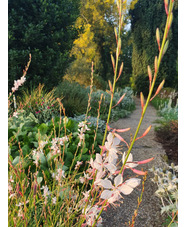 Oenothera lindheimeri