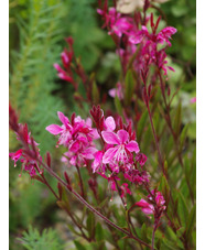 Oenothera lindheimeri 'Siskiyou Pink'