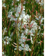 Oenothera lindheimeri 'The Bride'