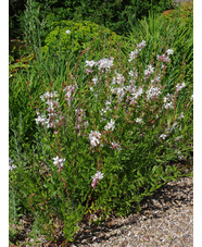 Oenothera lindheimeri