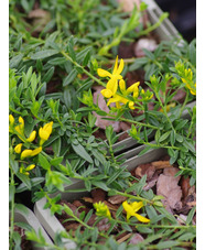 Genista pulchella subsp. villarsii