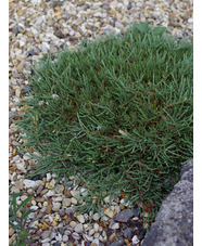 Genista pulchella subsp. villarsii