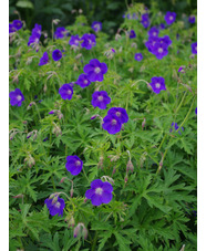 Geranium 'Brookside'