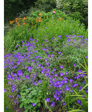 Geranium 'Brookside'