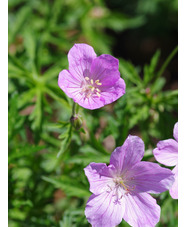 Geranium clarkei 'Kashmir Pink'