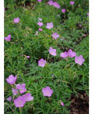 Geranium clarkei 'Kashmir Pink'