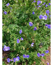 Geranium 'Eureka Blue'