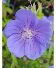 Geranium 'Eureka Blue'