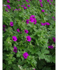 Geranium 'Ivan'