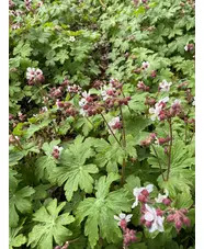 Geranium macrorrhizum 'Album'