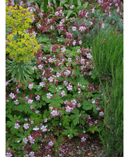Geranium macrorrhizum