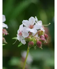 Geranium macrorrhizum 'Album'