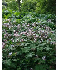 Geranium macrorrhizum 'Album'