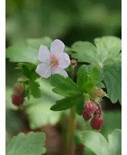 Geranium macrorrhizum 'Album'
