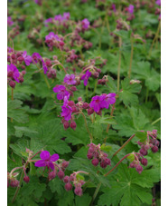 Geranium macrorrhizum 'Bevan's Variety'