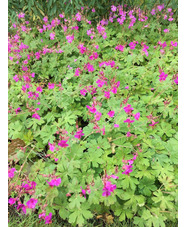 Geranium macrorrhizum 'Bevan's Variety'