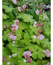 Geranium macrorrhizum