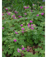 Geranium macrorrhizum 'Sandwijck'