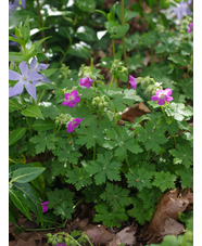 Geranium macrorrhizum 'Sandwijck'