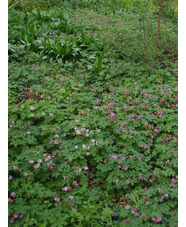 Geranium macrorrhizum